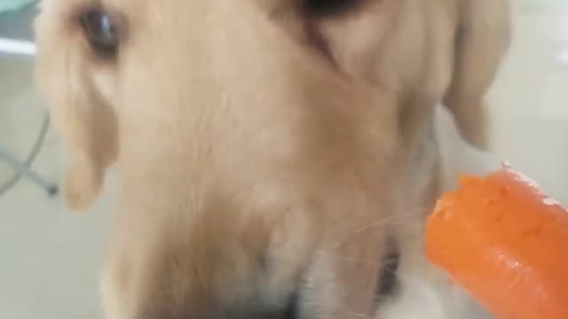 Dogs eat carrots to clean their teeth