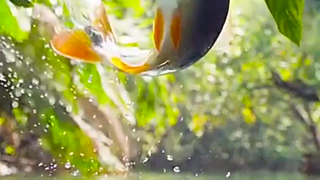 A fish jumps out of the water a 1.5 meter high to pick up its fruit.