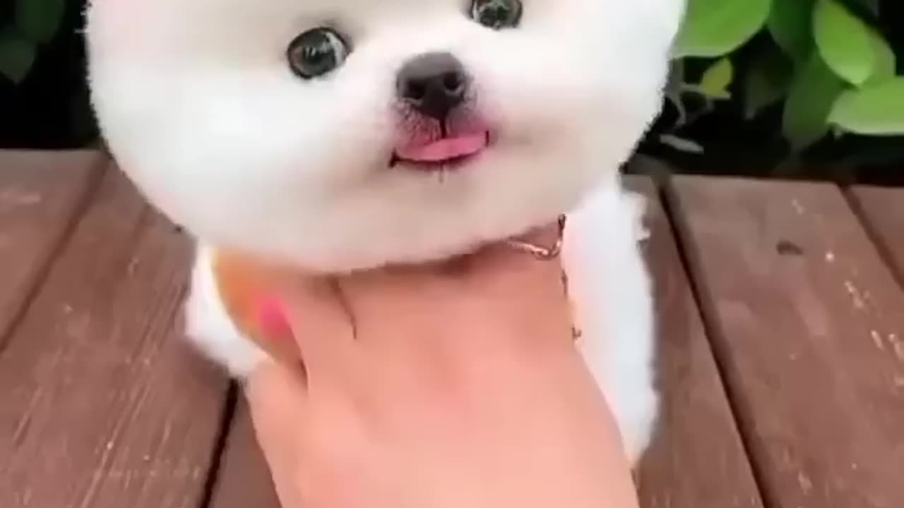 Cute Dog