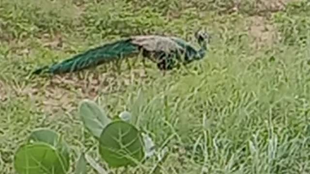 peacock video