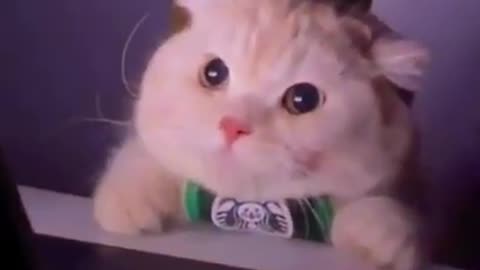 Very Cute Cat 🐈