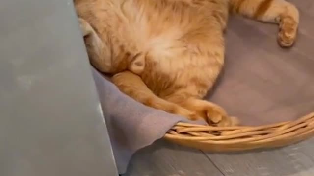 relaxing cat