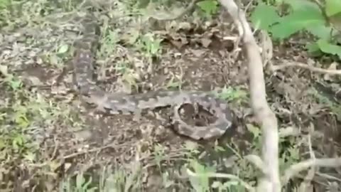 Wildlife in closer view with a natural perspective.