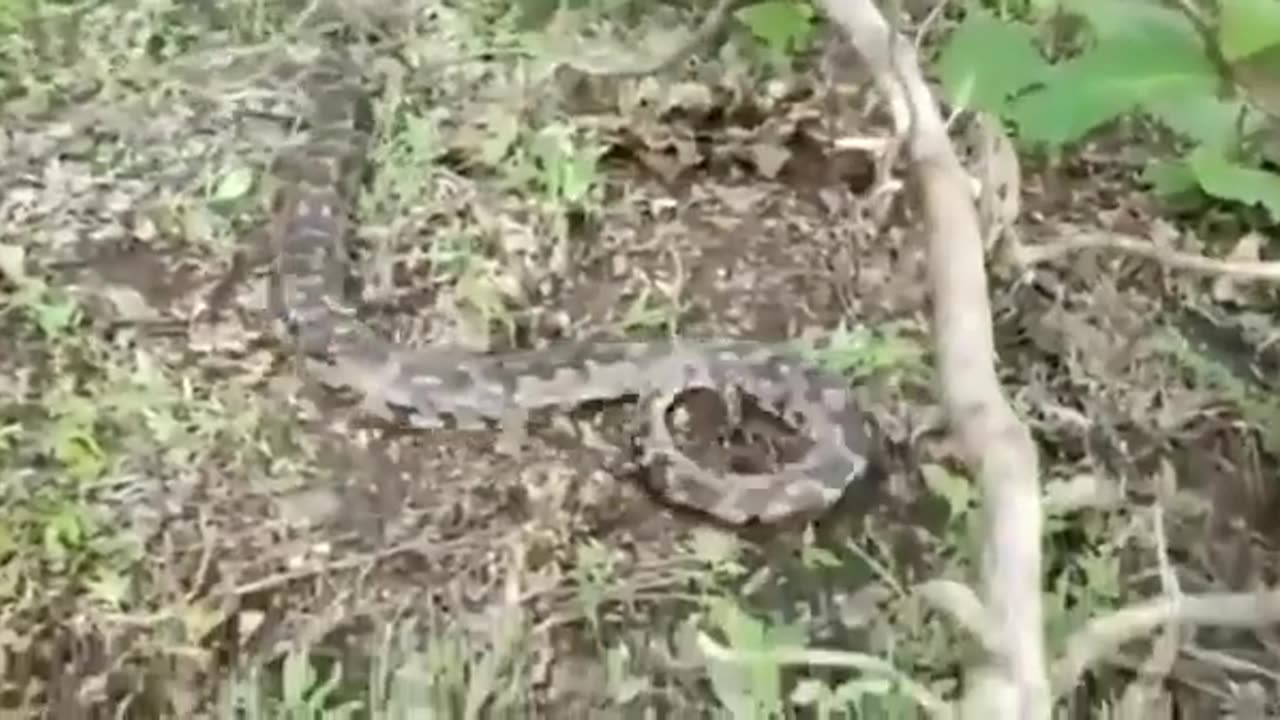 Wildlife in closer view with a natural perspective.