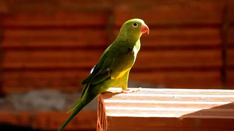 ABeautiful Parrot Video Wild Animals