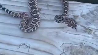 amazon snake compilation-I am deadly. I am lethal. I am...