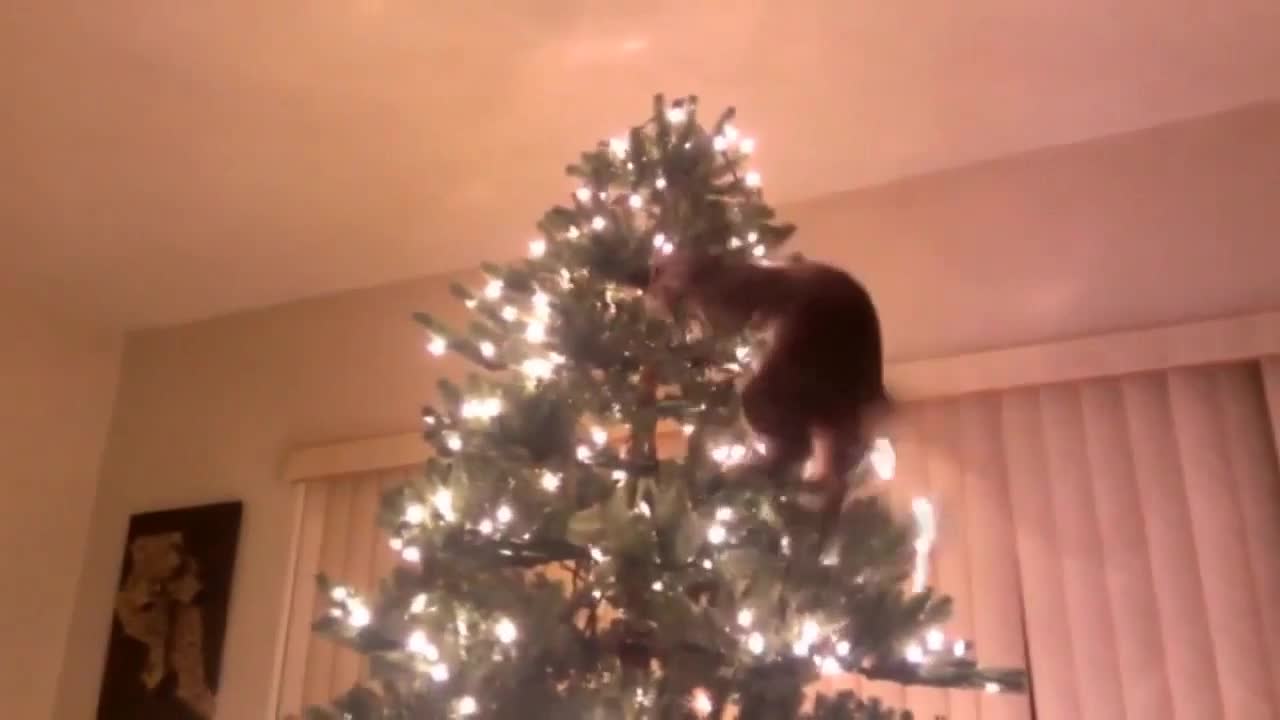 cat and christmas tree