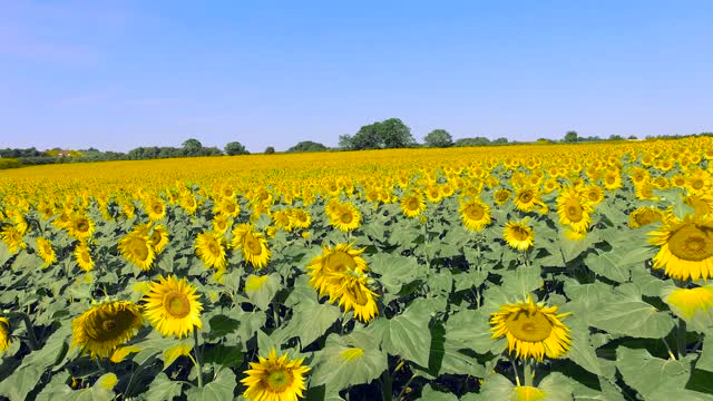 Flying Over Sunflower Field