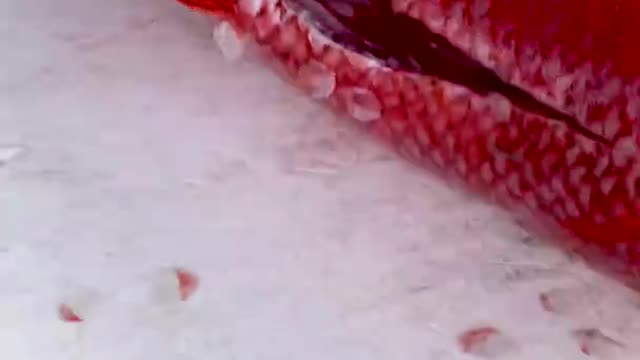 Cleaning Massive Queen Snapper!