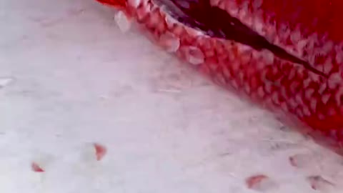 Cleaning Massive Queen Snapper!