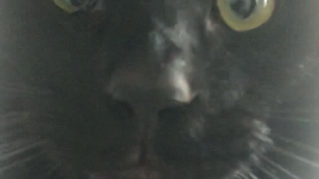 A cat with an angry expression, but he wasn't angry