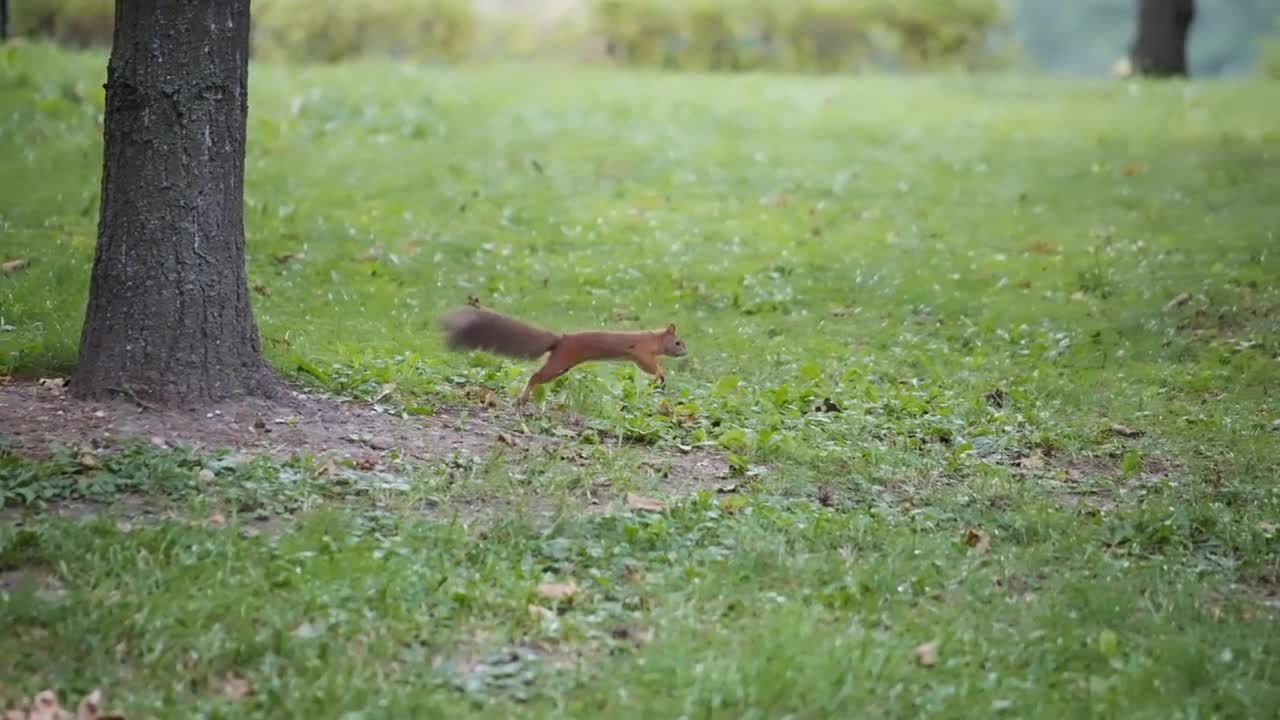 Red squirrel running in the park