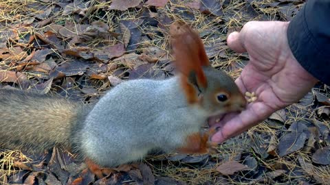 Siberian chipmunk eats hazelnuts in my hand