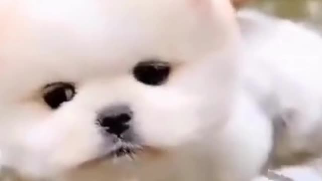 Cute puppy swims on the water surface