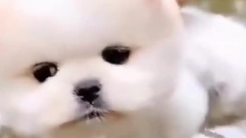 Cute puppy swims on the water surface