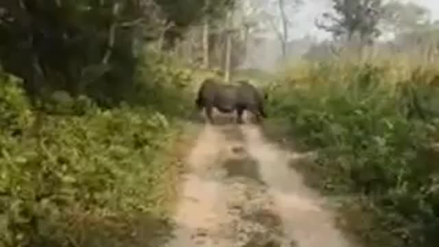 Inside chitwan national park