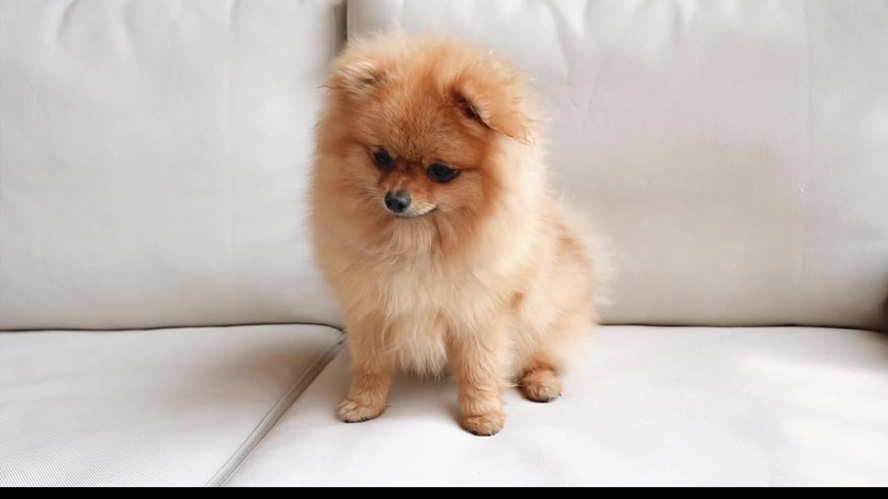 A Furry Puppy Siting On Couch