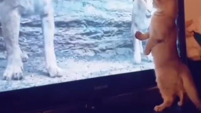 Cat watching television funny video