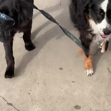 Dogs Walk With Owner In Street