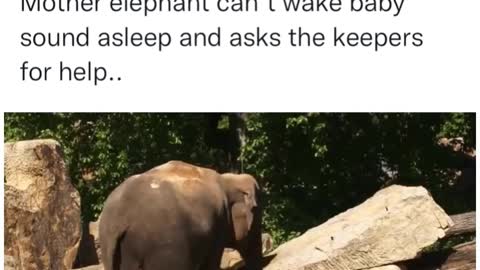 Mother Elephant seeks help to wake up baby Elephant