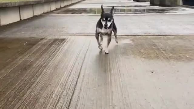 Is the dog happy to walk like this?