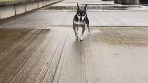 Is the dog happy to walk like this?