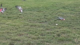 Parrots in the park
