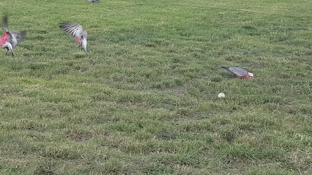 Parrots in the park