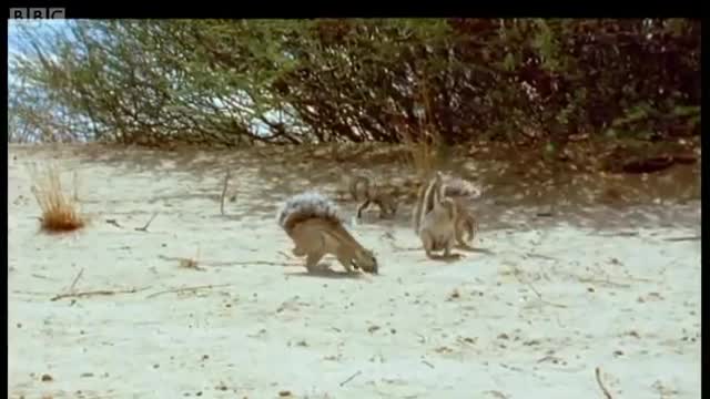 Ground Squirrels Tease a Poisonous Cobra | Wild Africa | BBC Earth