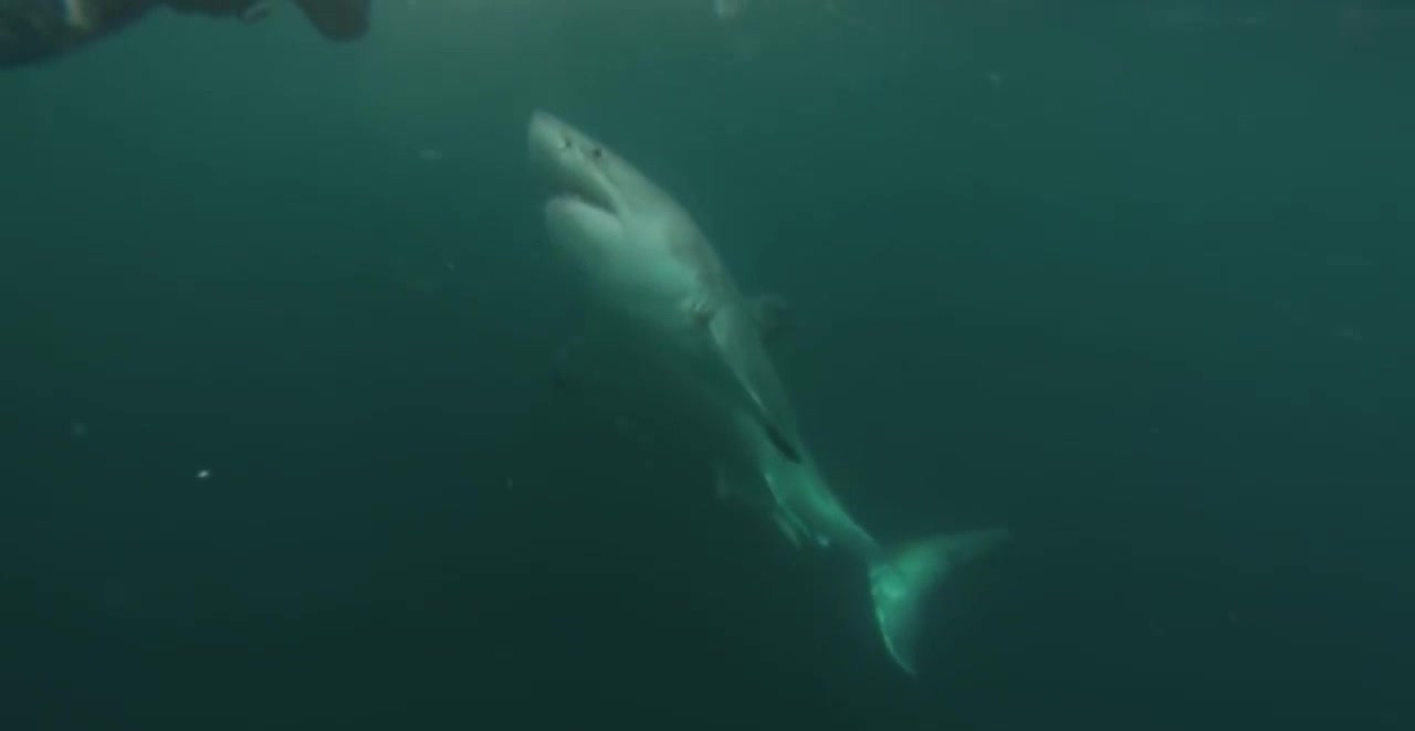 Great White Shark Warns Irresponsible Scuba Diver