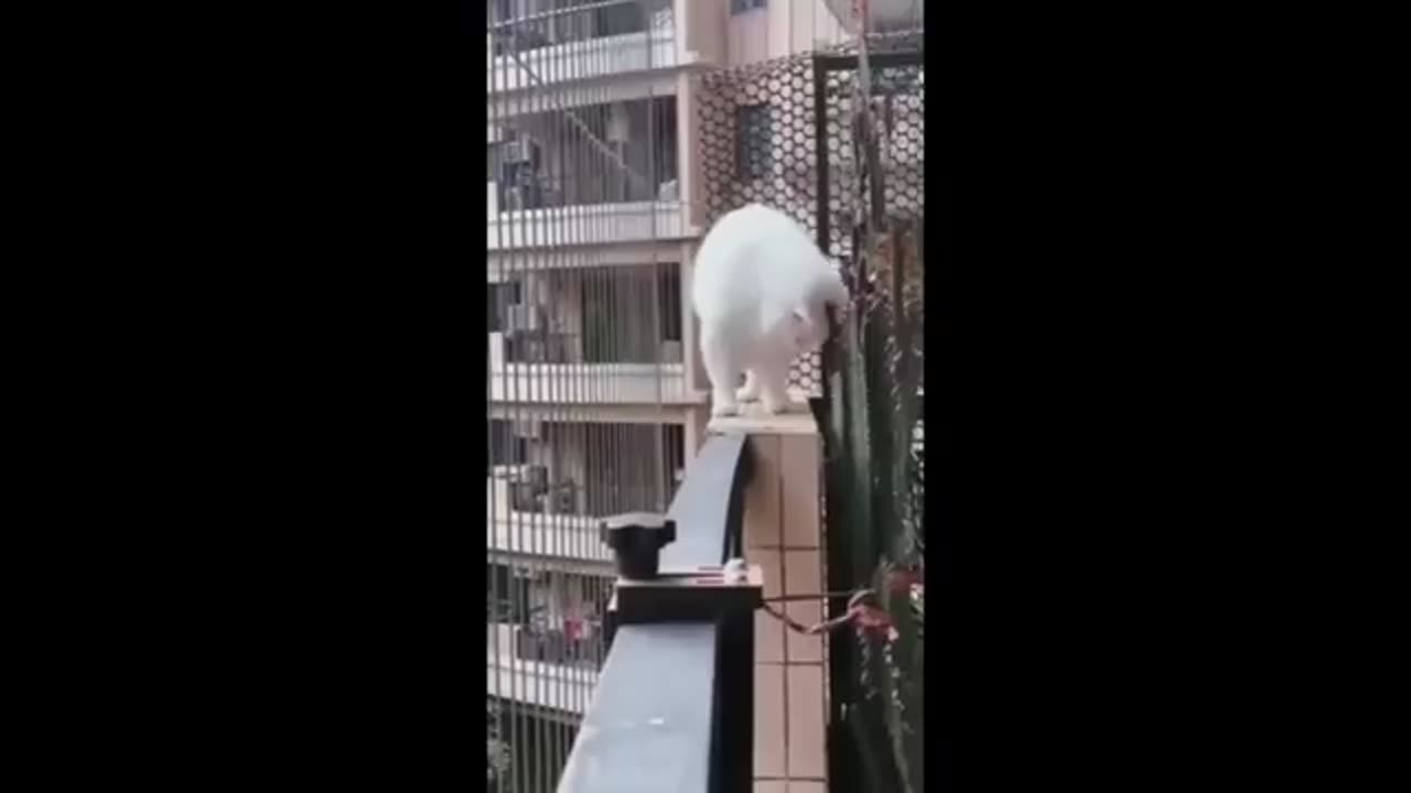 😂 Funniest Cats and Dogs Videos 😺🐶 || 🥰😹 Hilarious Animal Compilation №393