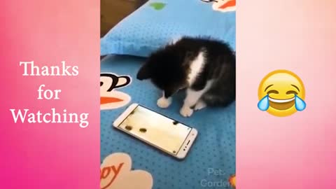 adorable cats and kittens makes your day, it's a good entertainment.