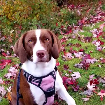 TUBBY IS CANADA'S MOST BEAUTIFUL DOG