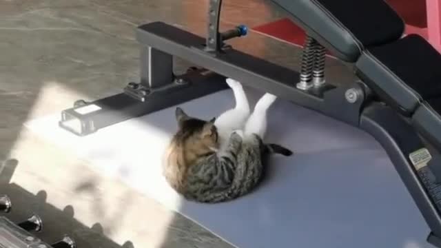 My cat is jimminy