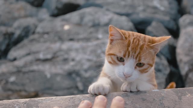 Beautiful Kitten :)