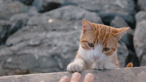 Beautiful Kitten :)