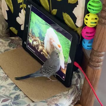 Prince watching YouTube