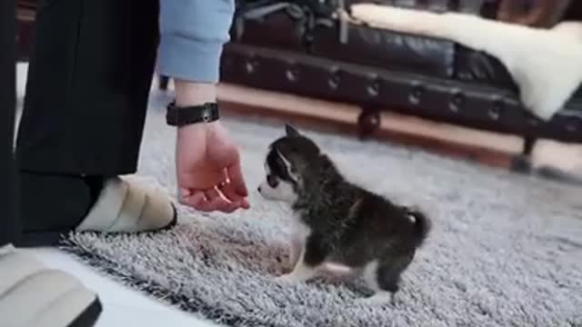 Mini size Husky Puppy