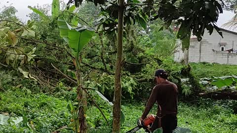 Cutting down the Bacang tree