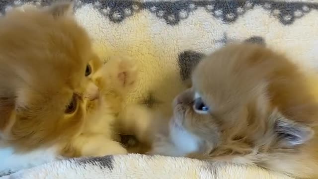 Cute mischievous cats Part 7