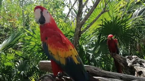 Very beautiful and colourful parrots