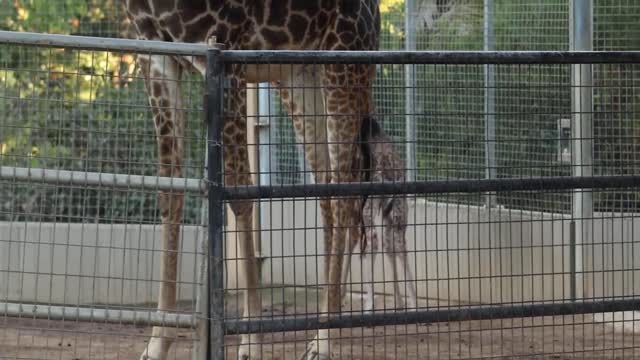 Adorable Baby 6 Day Old Giraffe Running and Playing With Mama at San Diego Zoo 2021 | Cute Animals