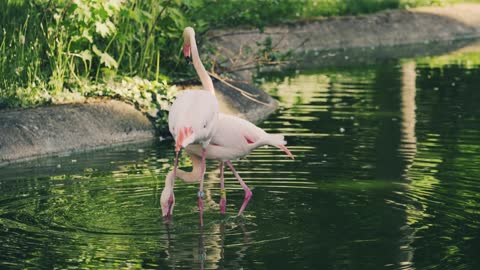 Best Flamingo Scene