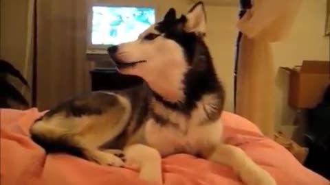 #Top 10 #Funny and #Cute Dog Videos