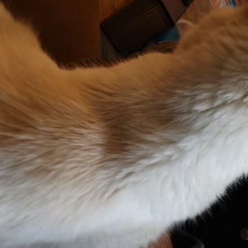 When cat love you pt.4