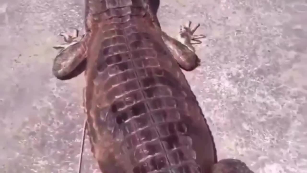 Funny video