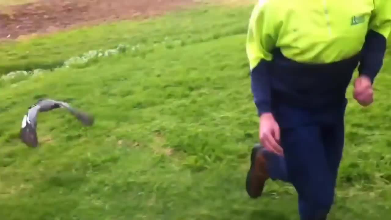 When Ducks Attack