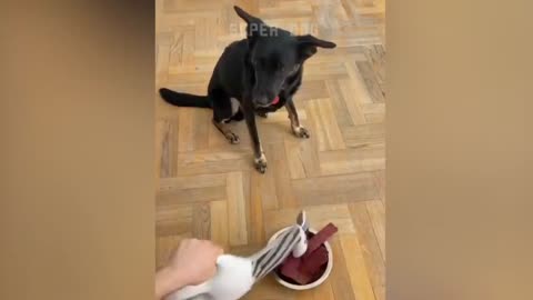 Funny Dog Reaction to Cutting Cake