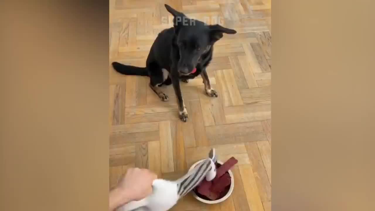 Funny Dog Reaction to Cutting Cake