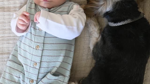 dog with baby in bed